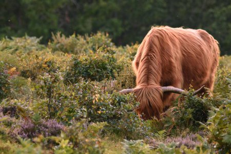 Foto de Un primer plano de un ganado de Highland en un campo de hierba en un bosque - Imagen libre de derechos