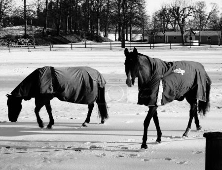 Téléchargez les photos : Un cliché monochrome des deux chevaux dans le champ enneigé - en image libre de droit