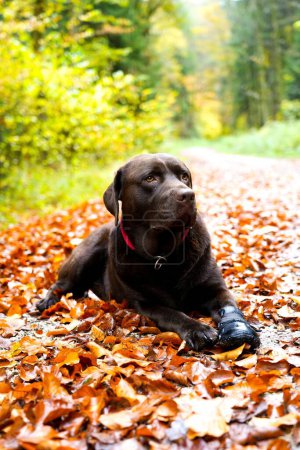 Foto de Un enfoque selectivo de un lindo perro Labrador en hojas de otoño - Imagen libre de derechos