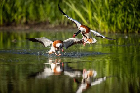 Téléchargez les photos : Deux canards d'eau douce débarquent sur un lac calme aux Pays-Bas - en image libre de droit
