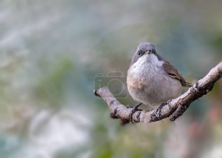 Photo for A Lesser Whitethroat (Sylvia curruca) perched on a leafless branch of a tree - Royalty Free Image