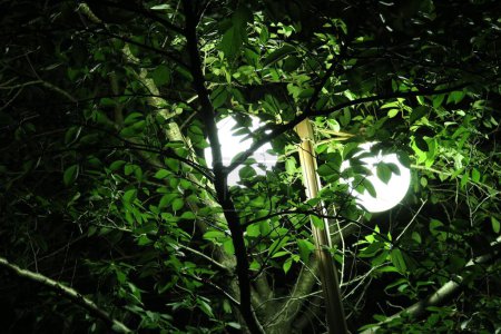 Téléchargez les photos : Une vue extérieure des lampes rondes derrière les arbres pendant la nuit - en image libre de droit