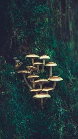 Foto de Una macro toma vertical de hongo de miel (Armillaria mellea) en un tronco de árbol en un bosque - Imagen libre de derechos