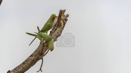 Photo for A closeup shot of a rose-ringed parakeet (Psittacula krameri) perched on a branch - Royalty Free Image