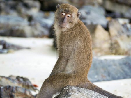 Foto de Un primer plano de un mono salvaje en la calle rodeado de rocas - Imagen libre de derechos