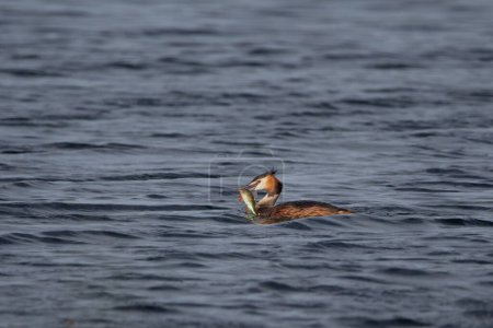 Photo for A beautiful view of a Great crested grebe eating fish in the lake - Royalty Free Image