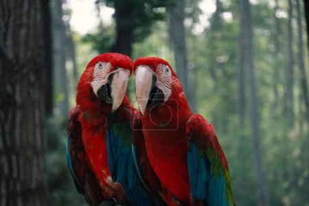 Foto de Un enfoque selectivo vista de cerca de los pájaros guacamayos tropicales posados en una rama de árbol - Imagen libre de derechos