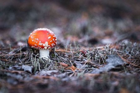 Foto de Un primer plano de un hongo en el bosque sobre un fondo borroso - Imagen libre de derechos
