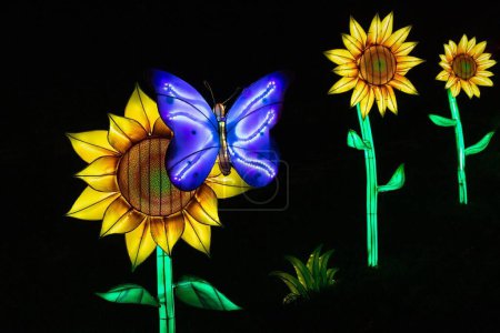 Photo for A glowing butterfly and sunflowers at the breathtaking GloWild nighttime event in The Kansas City Zoo - Royalty Free Image