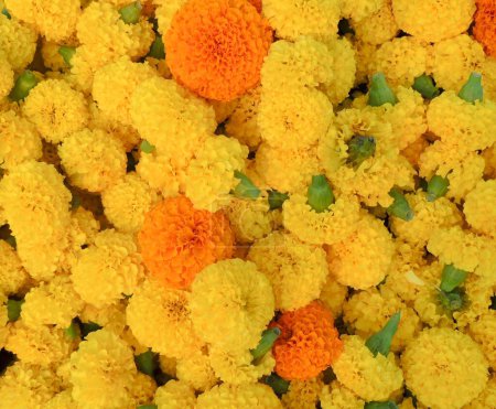 Téléchargez les photos : Un gros plan d'une pile de fleurs de souci pour le festival de Diwali - en image libre de droit