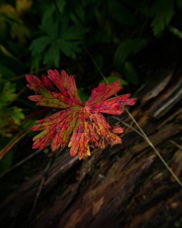 Foto de Un disparo vertical de una hoja roja de otoño en el árbol - Imagen libre de derechos