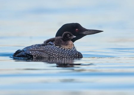 Photo for A common loon swimming with her loonlet on her back in tranquil water during daytime - Royalty Free Image