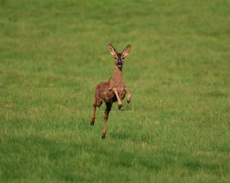 Foto de Un Capreolus marrón de pie en el campo de vegetación - Imagen libre de derechos
