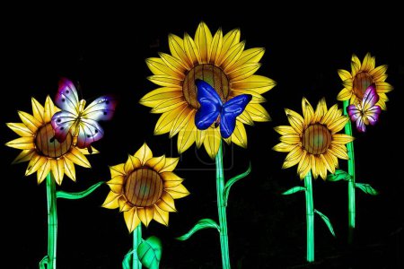 Téléchargez les photos : Les papillons lumineux et les tournesols à l'événement nocturne GloWild dans le zoo de Kansas City - en image libre de droit