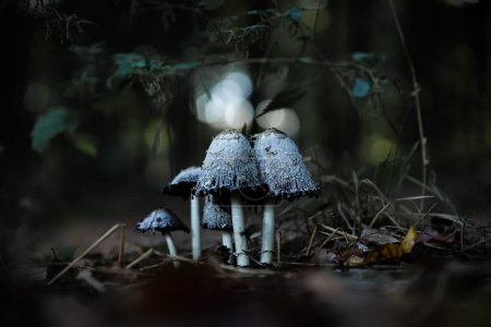 Foto de Una macro toma de hongos pequeños (Psilocybe cubensis) en un bosque con gotas de rocío en ellos - Imagen libre de derechos