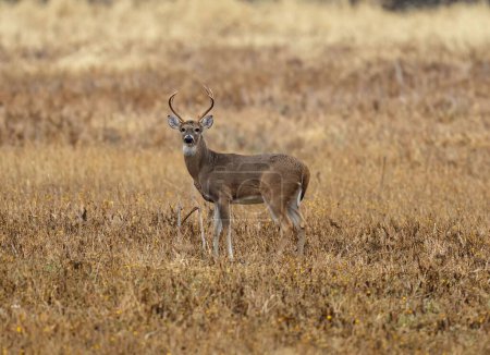 Foto de Un ciervo Odocoileus parado en el campo y mirando a la cámara - Imagen libre de derechos