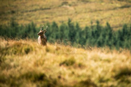 Foto de Un ciervo en las montañas de Wicklow. Irlanda - Imagen libre de derechos