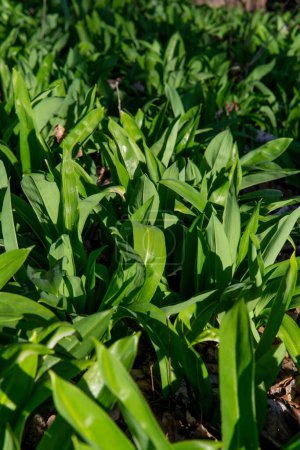 Photo for A selective focus of Wild garlic (Allium ursinum) green leaves in the garden, vertical shot - Royalty Free Image