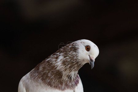 Téléchargez les photos : Gros plan d'un beau Pigeon (Columba livia domestica) sur un fond sombre - en image libre de droit