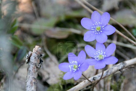 Téléchargez les photos : Un gros plan de fleurs d'hépatiques nobles bleues sur un fond flou - en image libre de droit