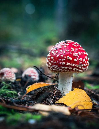 Téléchargez les photos : Un plan vertical de la croissance des champignons sur le sol avec des feuilles d'automne sur fond flou - en image libre de droit