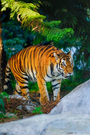 Téléchargez les photos : Gros plan vertical d'un tigre du Bengale marchant les yeux rivés sur la proie capturée en pleine nature - en image libre de droit