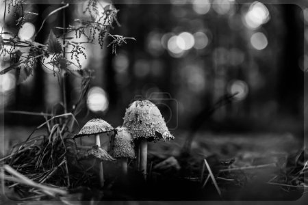 Photo for A black and white macro shot of small shrooms (Psilocybe cubensis) in a forest with dewdrops on them - Royalty Free Image