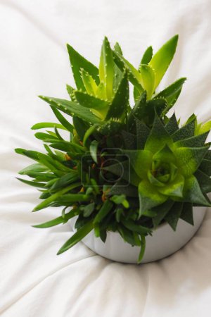 Téléchargez les photos : Un gros plan de plantes succulentes en pot blanc sur le lit - en image libre de droit