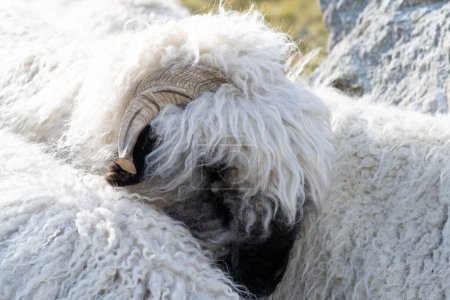 Photo for A closeup of a Valais Blacknose sheep in Zermatt, Switzerland - Royalty Free Image