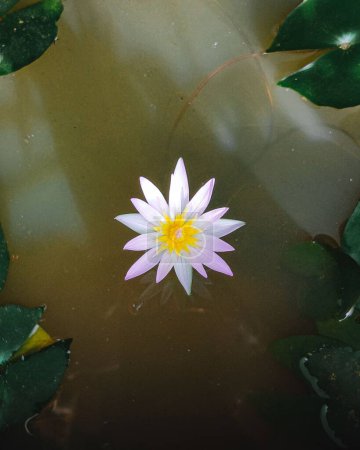 Photo for A closeup flat lay view of a beautiful Pygmy water lily in a lake - Royalty Free Image