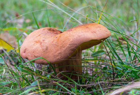 Photo for A closeup shot of the suillellus luridus edible wild mushroom - Royalty Free Image