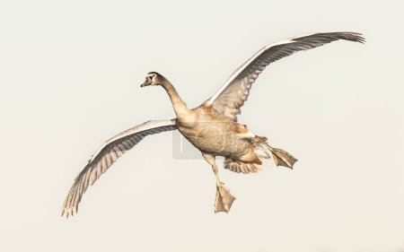 Photo for A selective focus shot of a juvenile swan flying in a clear sky - Royalty Free Image