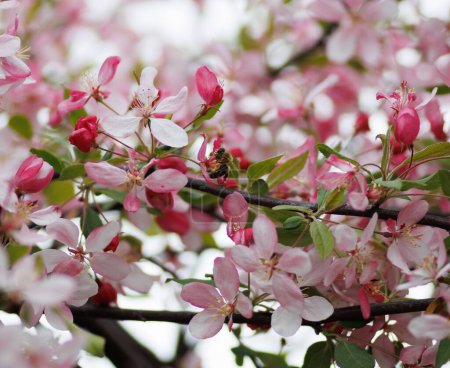 Téléchargez les photos : Un gros plan de pommier fleurit en rose et une abeille se nourrit de son pollen dans un jardin - en image libre de droit