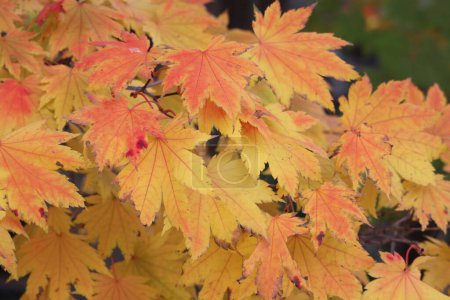 Foto de Un primer plano de las hojas de árboles de otoño - Imagen libre de derechos