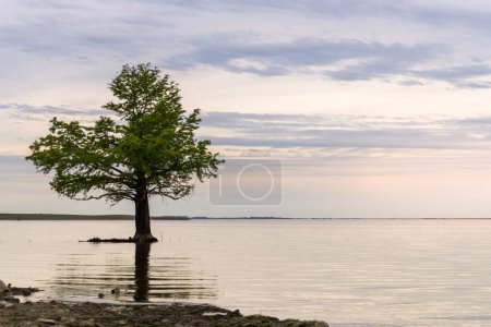 Foto de Un árbol solitario en la orilla del río Negro, San Gregorio de Polanco, Uruguay - Imagen libre de derechos