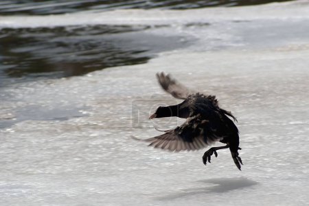 Foto de Un gran pájaro negro aterrizando en el lago congelado sobre el fondo borroso - Imagen libre de derechos