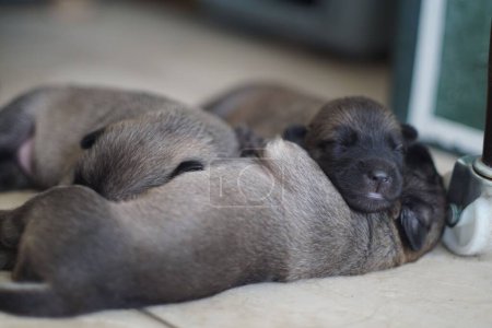 Foto de Los adorables cachorros marrones recién nacidos durmiendo - Imagen libre de derechos