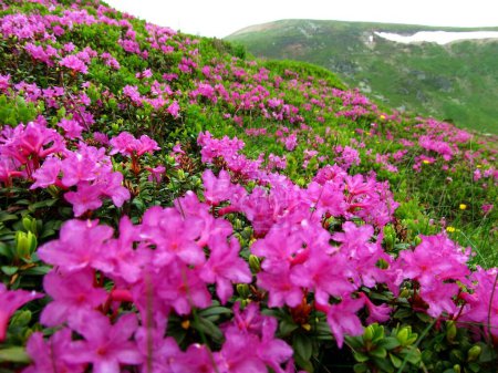 Foto de El campo de Otoño Angel Encore Azalea floreciendo en las laderas verdes - Imagen libre de derechos