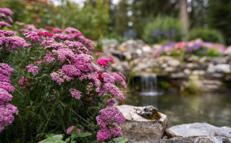 Téléchargez les photos : L'achillée rose fleurie, graines d'achilée dans le pittoresque Cascade of Time Garden à Banff, Canada - en image libre de droit