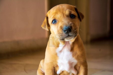 Photo for A closeup of a cute little puppy with a sad face sitting on the floor and looking at the camera - Royalty Free Image