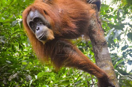 Foto de Vista de bajo ángulo de una hembra adulta sumatran orangután o Pongo abelii divisada en el desierto del Parque Nacional Mount Leuser Bukit Lawang, Indonesia - Imagen libre de derechos