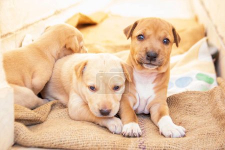 Photo for A closeup of three cute newborn puppies lying on the fabric in sunlight - Royalty Free Image