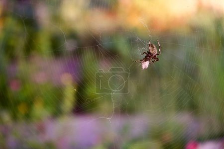 Foto de Un primer plano de una araña Araneus ventricosus en una telaraña, telaraña sobre un fondo borroso - Imagen libre de derechos