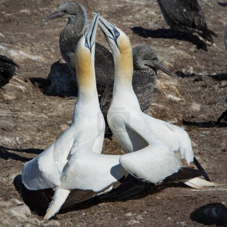 Photo for A closeup shot of a couple of Northern gannets - Royalty Free Image