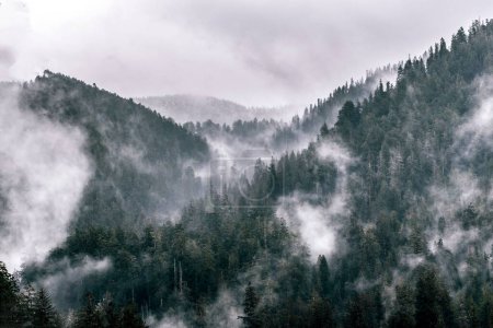 Téléchargez les photos : Nuage et brouillard le matin au sommet des montagnes dans la forêt tropicale Hoh, Parc national olympique, États-Unis - en image libre de droit