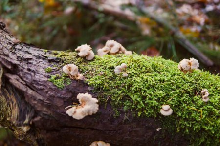 Téléchargez les photos : Un tronc d'arbre avec mousse et champignons - en image libre de droit