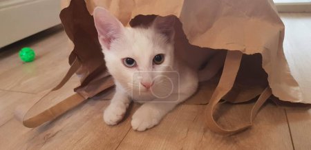 Photo for Odd-eyed white khao manee kitten. Cat with heterochrom - Royalty Free Image