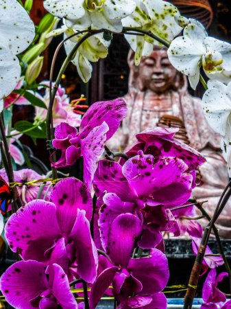 Foto de Un primer plano de flores de orquídeas cultivadas rosas y blancas, con una pequeña estatua de Buda, borrosa en el fondo - Imagen libre de derechos