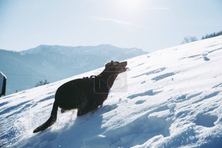 Téléchargez les photos : Un chien labrador retriever noir courant dans la neige par une journée ensoleillée. - en image libre de droit