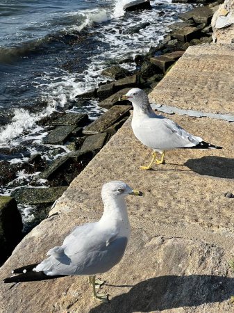 Photo for A closeup of two seagulls perched on a pier against the sea - Royalty Free Image